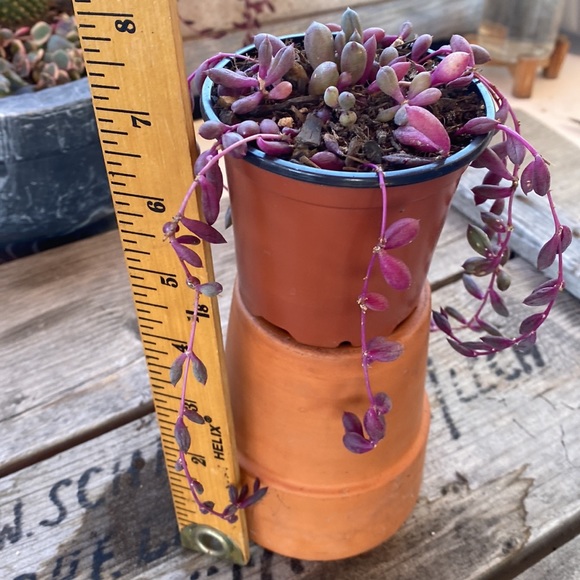 Ruby Pearls life plant / organic - Picture 5 of 5